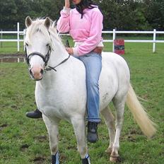 Welsh Pony af Cob-type (sec C) Leonardo