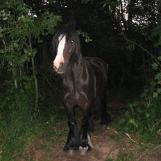 Tinker Lindholms Figaro solgt