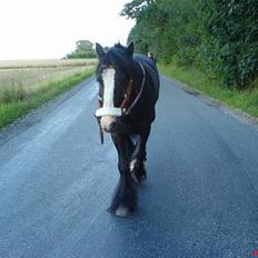 Tinker Lindholms Figaro solgt