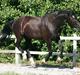 Oldenborg Grandeur ll