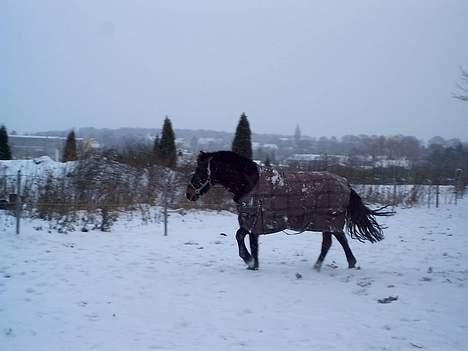 New Forest Campari - Campari løber i sneen (: <3 billede 5