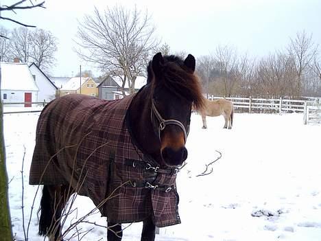 New Forest Campari - Miin Campari (: Han elsker at få taget billeder (; <3 billede 6