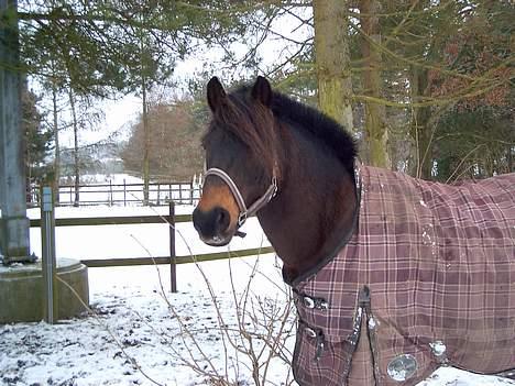 New Forest Campari - Miin campari <3 billede 8