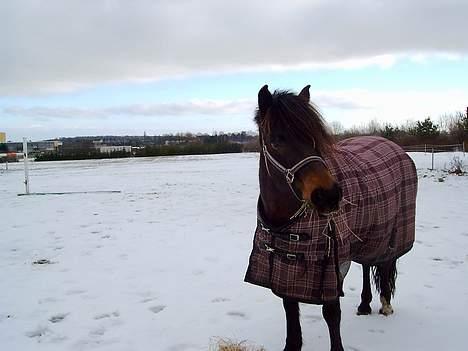 New Forest Campari - Han spiiser liige lidt hø (: <3 billede 9