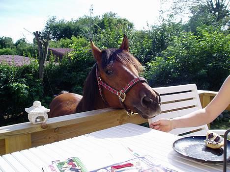 Anden særlig race Sunshine - Uhm er der mon noget lækkert til mig ? billede 10
