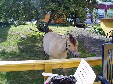 Anden særlig race Sunshine - Lotus: "hei - gem li´noget til mig... billede 11