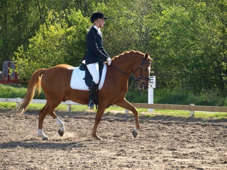 Tysk Sportspony Grand Prix 56  - Jaah.. ved ikke lige hvordan det er jeg sidder :)  billede 2