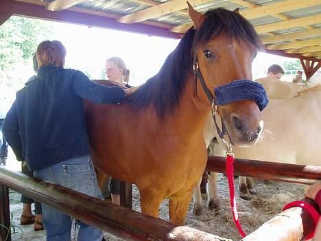 Anden særlig race Sunshine - Hjælp - hva har de gang i de dommere ?? billede 13