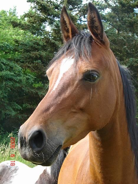 Anden særlig race Cassiopeia billede 38