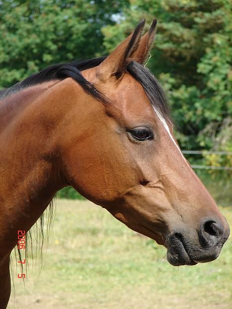 Anden særlig race Cassiopeia - Cassi sommer 2006. Hun er da bare smuk... billede 39
