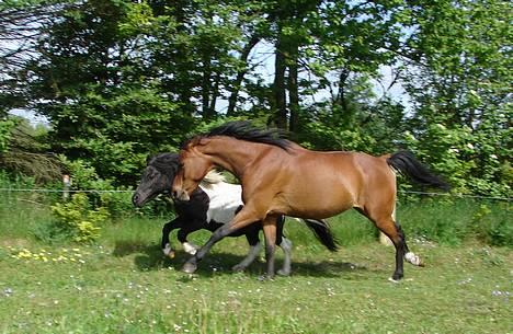 Anden særlig race Cassiopeia - Odin og Cassi juni 2006. billede 40
