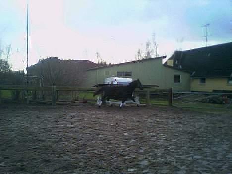 Oldenborg Lucinda -Solgt - lucinda 1½ år gl billede 2