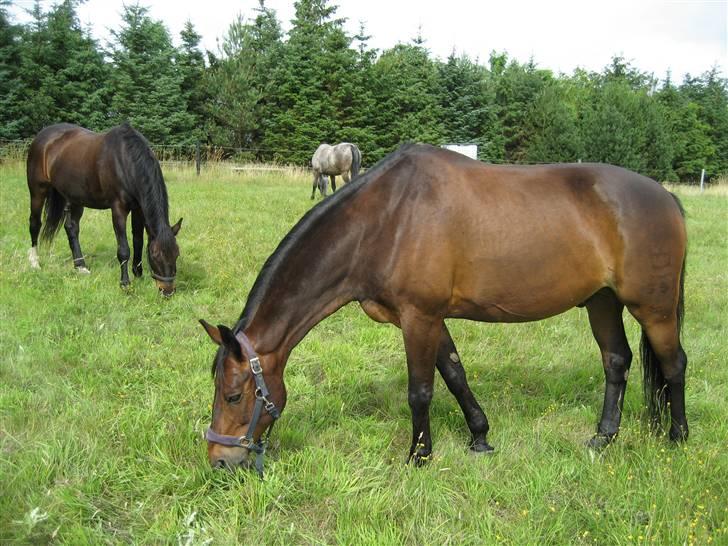 Dansk Varmblod † Elmevangs Maine † - På sommergræs i juli 2007. Sankt-Hans græsser i baggrunden...  billede 10