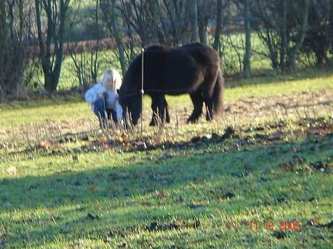 Shetlænder Sorteper - Uha, mon hun har noget godt hende Ida´s kusine ? billede 10