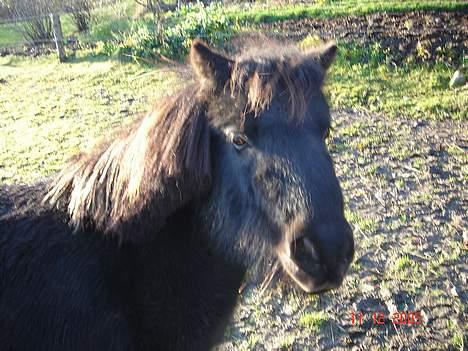 Shetlænder Sorteper - Huhu .. Sikke solen skinner idag.. Det er jo snart jul !  O.O billede 11