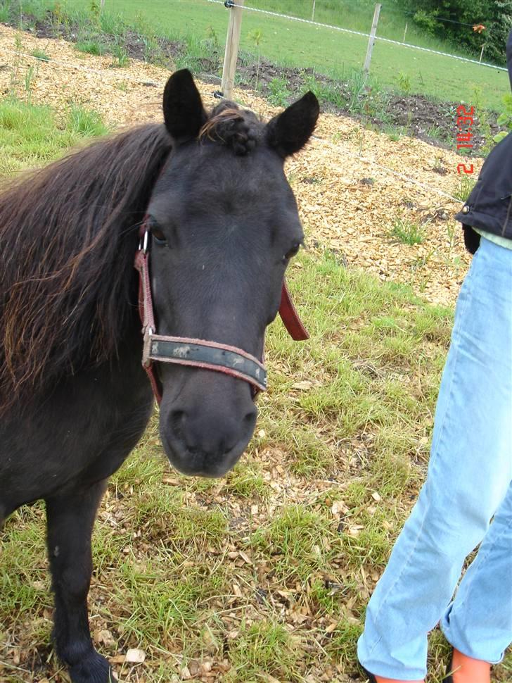 Shetlænder Sorteper - ^^ billede 12