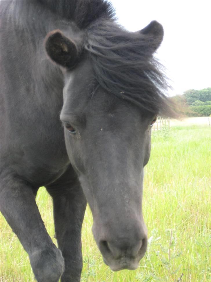 Shetlænder sonny boy - Velkommen til Sonny boys profil!! (: [Foto: Miig] billede 1