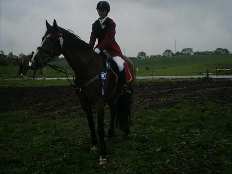 Dansk Varmblod Calypso Alsidig - og igen.. billede 18