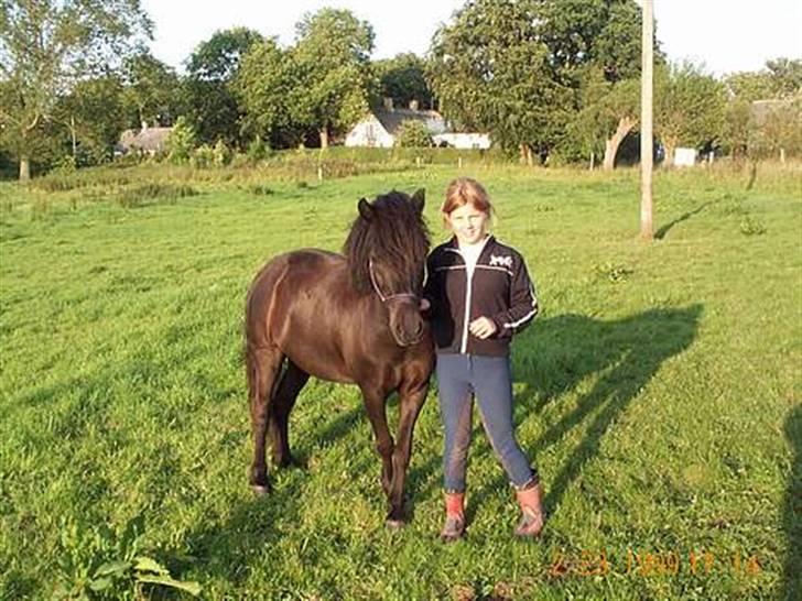 Shetlænder sonny boy - På sommergræs!! (: [Foto: Mor] billede 3