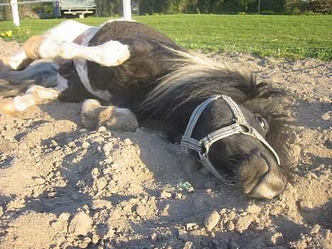 Shetlænder | Kærholms Indian  - Du er sQ så hammer dejlig pony, elsker dig bare så meget <3 <3 <3 <3 <3 forevigt!!  billede 15