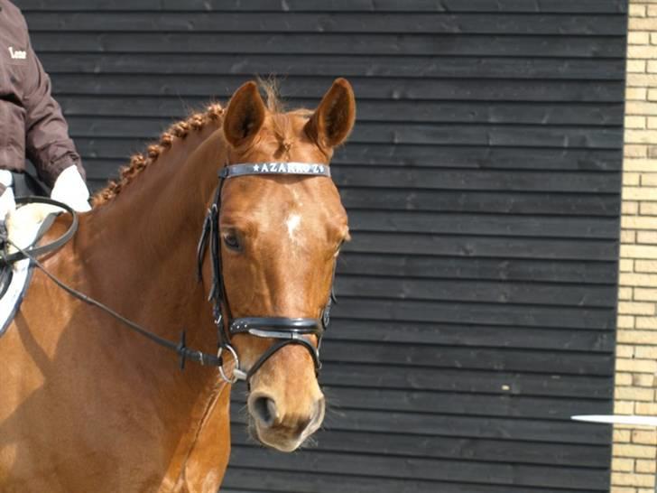 Dansk Varmblod Azarro Z RIP - JMR 2008 - foto: Louise Esholm Jensen billede 1