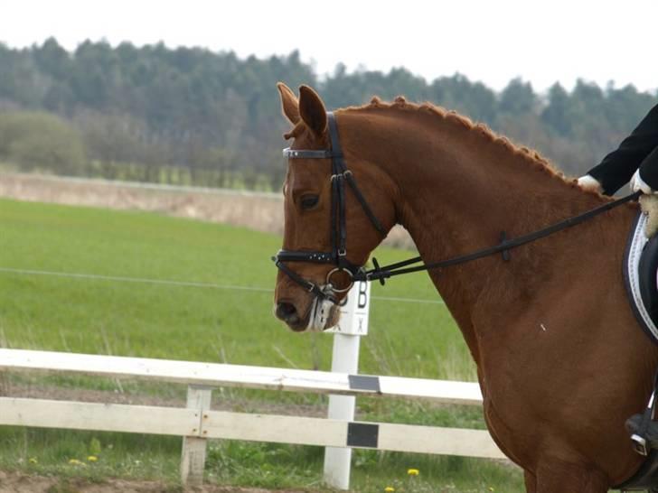 Dansk Varmblod Azarro Z RIP - JMR 2008 - foto: Louise Esholm Jensen billede 2