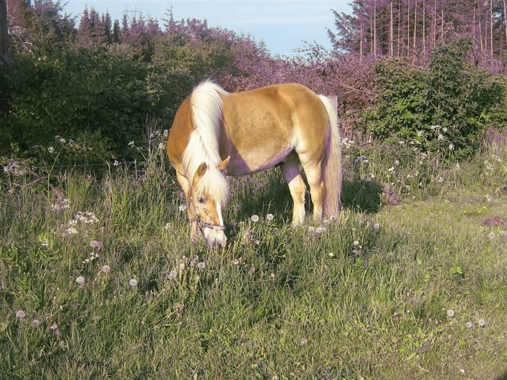 Haflinger Asterix (Gamle hest) -  verdens bedste pony <3. billede 5