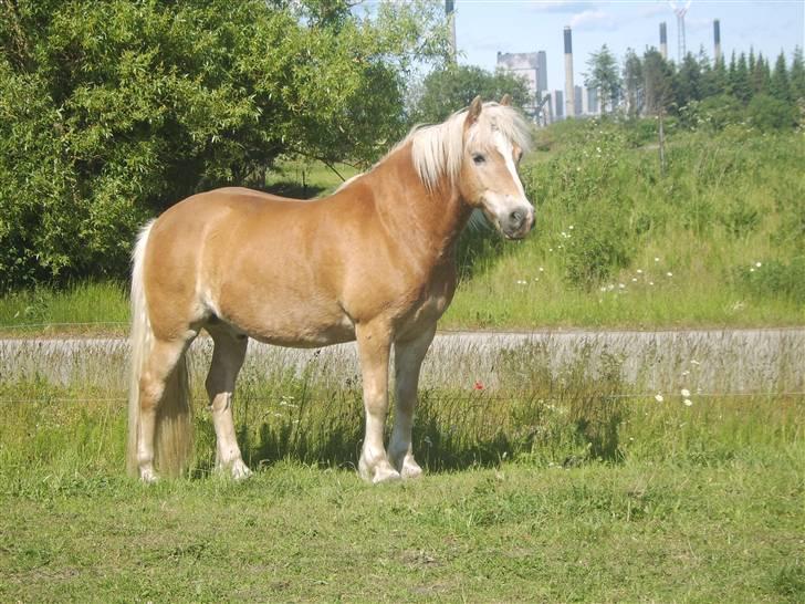 Haflinger Asterix (Gamle hest) - baby skat <3. billede 7