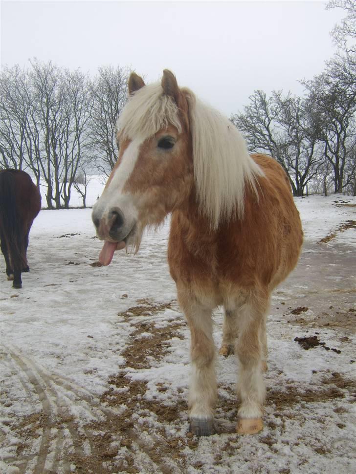 Haflinger Asterix (Gamle hest) - Nyt :D.  billede 9