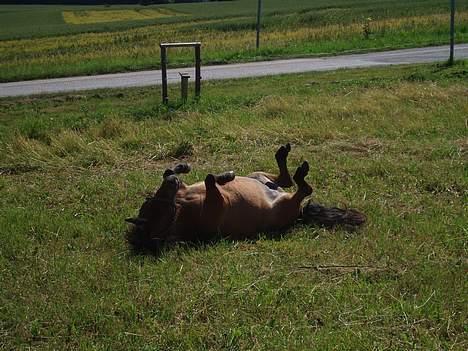 Shetlænder Butters Goldie of Redmond - Goldie på fold, sommer 05 billede 6