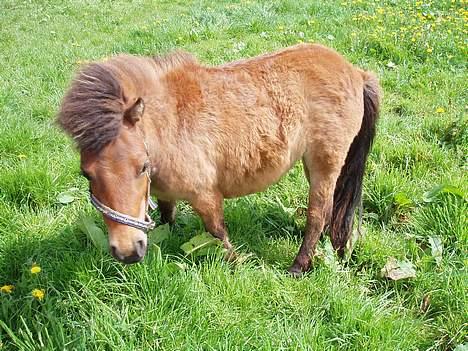 Shetlænder Butters Goldie of Redmond - Goldie på fold, sommer 05 billede 7