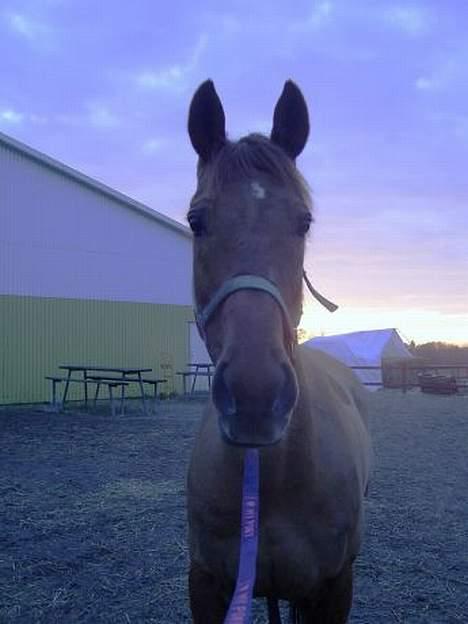 Anden særlig race Red Power *DøD* - Vi nyder udsigten, den dejlig efterårs dag! billede 1