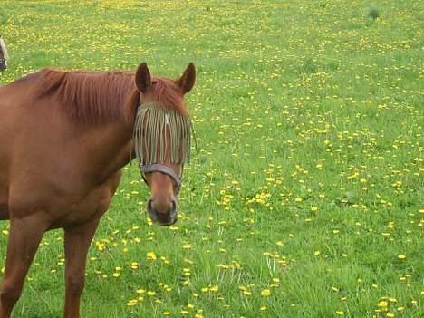 Anden særlig race Red Power *DøD* - Sommergræs... billede 2