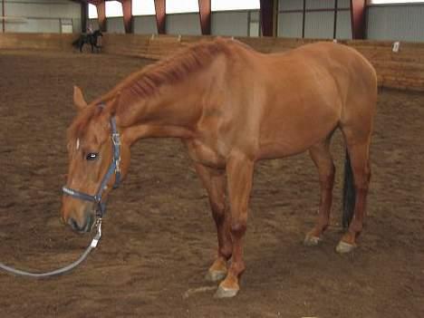 Anden særlig race Red Power *DøD* - Power tager lige en slapper, hårdt at være fotomodel! billede 3
