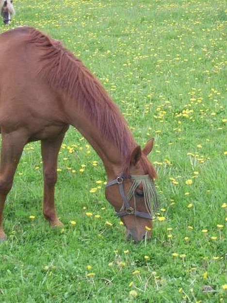 Anden særlig race Red Power *DøD* - Power første dag på sommergræs! billede 4