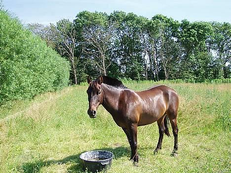 Anden særlig race Kasper (solgt) - Kasper, jeg elsker og savner dig <3 - billede fra nye ejer :) billede 1