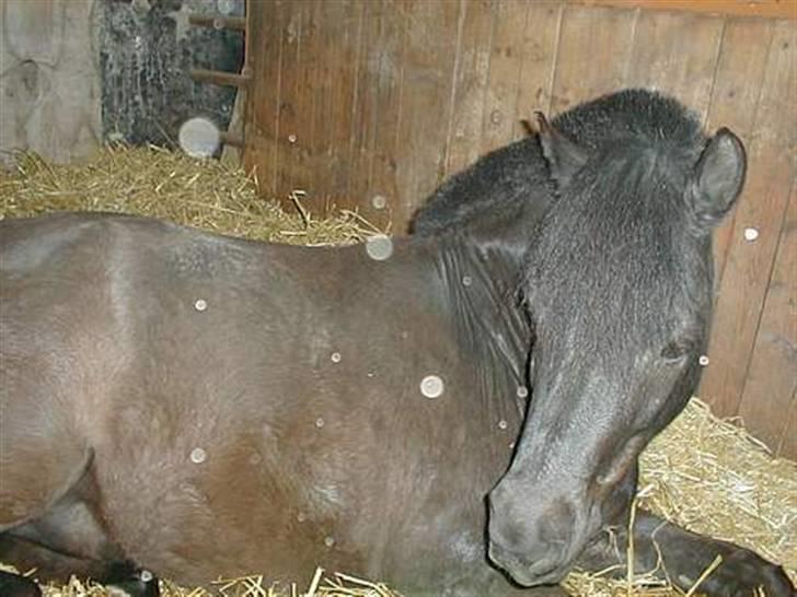 Shetlænder sonny boy - En træt lille pony!! (: [Foto: ?] billede 4