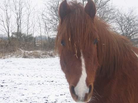 Pinto Philip ¨Solgt¨ - Her er min 7 år gamle Phillemus. billede 1