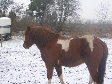 Pinto Philip ¨Solgt¨ - Philip står hjemme ved mig selv på marken. billede 2
