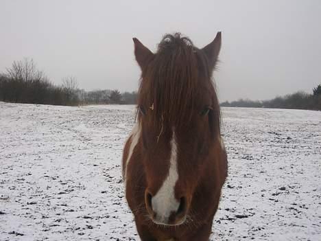 Pinto Philip ¨Solgt¨ - Det er en træls tid på marken alt er frossen, så han ligner en der gerne vil have noget at spise. billede 3