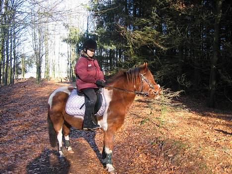 Pinto Philip ¨Solgt¨ - Her er vi en tur i skoven som han nyder helt vild. billede 4