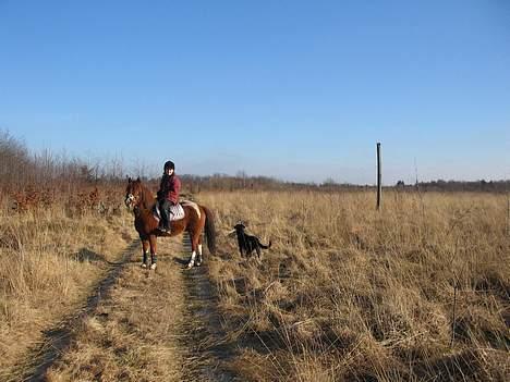Pinto Philip ¨Solgt¨ - Philip nyder her turen sammen med min hund Fie, de er gode legekammerater. billede 5