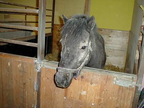 Shetlænder sonny boy - Sonny boy har været ude og lege!! (: [Foto: Miig] billede 5