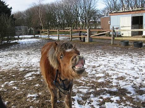 Anden særlig race Muschu || solgt - står lige og griner lidt :D <333 billede 1