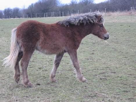 Anden særlig race Muschu || solgt - Moaaar jeg kommer nu .. <333 billede 2