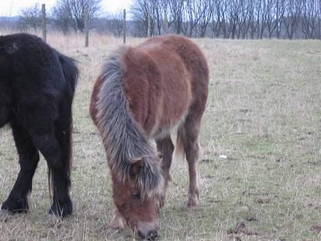 Anden særlig race Muschu || solgt - Jeg vil helst stå ved siden af min moar og spise græs .. <333 billede 3