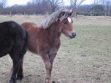 Anden særlig race Muschu || solgt - Hov hvad var det ? <333 billede 4