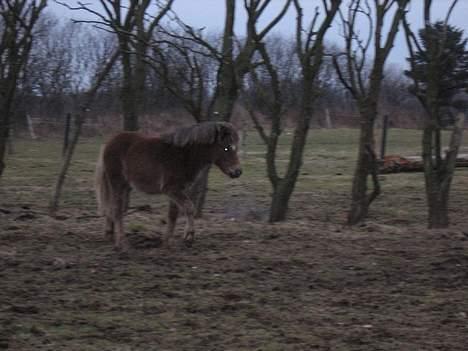 Anden særlig race Muschu || solgt - Hvad skal jeg nu ? <333 billede 5