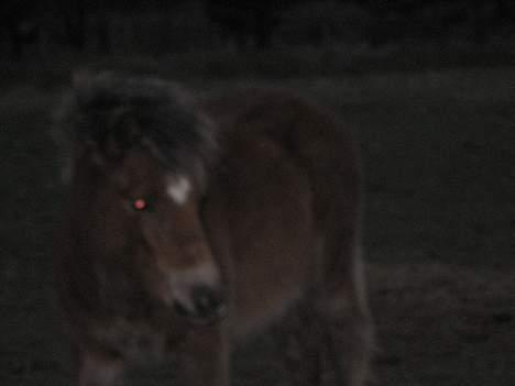 Anden særlig race Muschu || solgt - hvad var moon det ? <333 billede 6