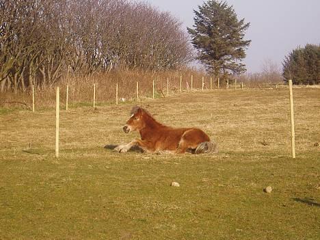 Anden særlig race Muschu || solgt - Jeg ligger ned :D billede 7